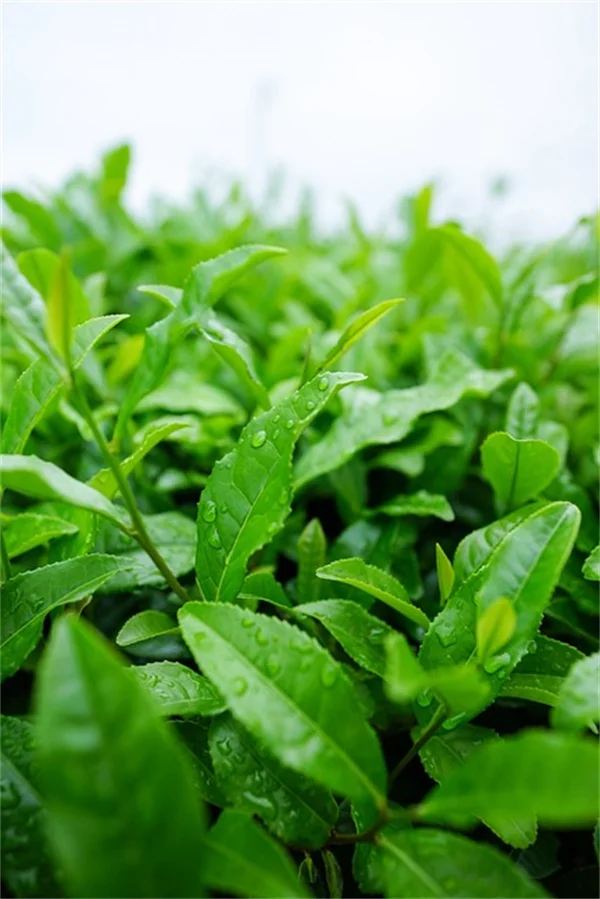 鉢植えで大型植物を育てる8つの意外なコツ