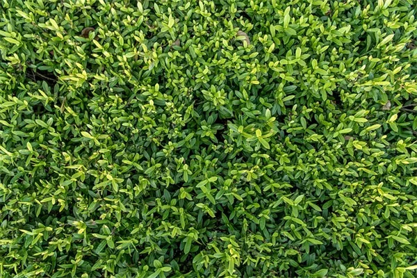 冬の終わりにまくべき花の種5選！春の開花を確実にする方法