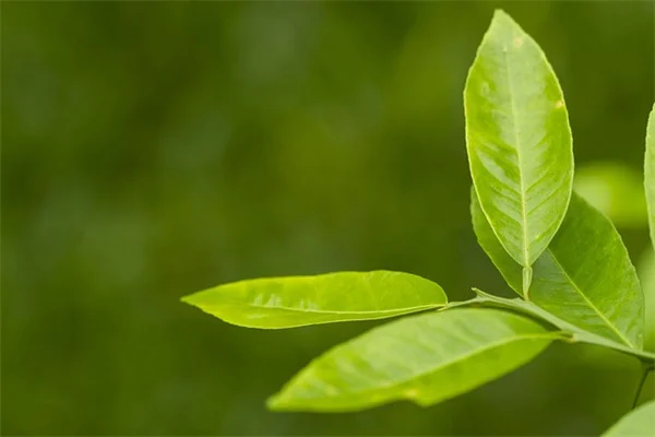 早春植えの耐寒多年草8選｜裸根苗で失敗しないコツ